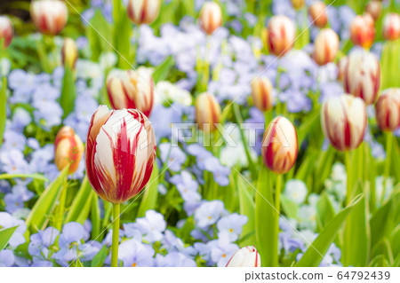 Tulip and Nemophila 64792439