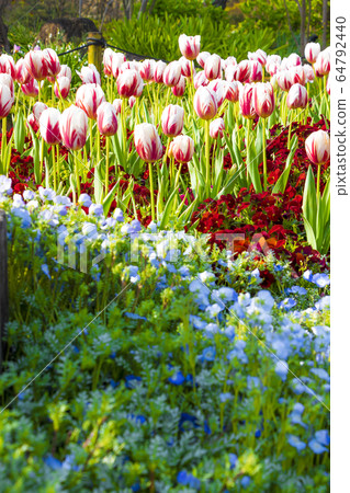 Tulip and Nemophila 64792440
