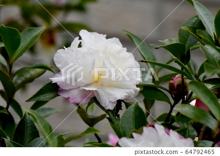 White and pale pink camellia flowers in Mitaka Nakahara White and pale pink camellia flowers in Mitaka Nakahara 64792465