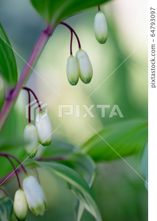 Amadocoro 5398 64793097