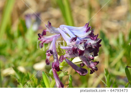 Wild flower Wild flower 64793473