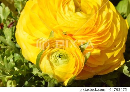 Wild Flowers 64793475