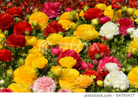 Wild Flowers Wild Flowers 64793477