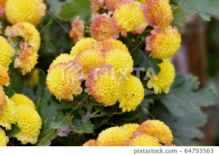 Tea and yellow chrysanthemum flowers blooming in Mitaka Nakahara 64793563