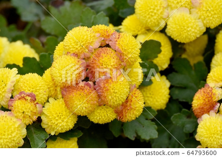 中原三鷹盛開的茶和黃色的菊花花 64793600