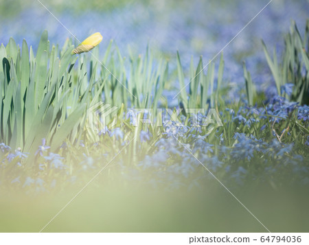 Budding daffodils and a blue flowerbed of muscari 64794036