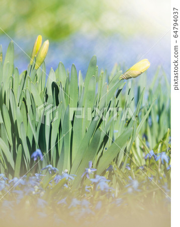 Blue  hyacinth in flowerbed around yellow 64794037