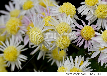 中原三鷹盛開的白色和黃色的菊花花 中原三鷹盛開的白色和黃色的菊花花 64794419