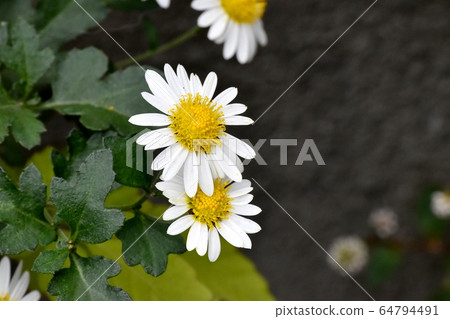 White Chrysanthemum Flower Blooming in Mitaka Nakahara White Chrysanthemum Flower Blooming in Mitaka Nakahara 64794491
