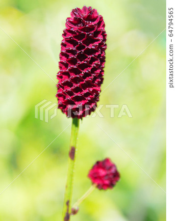 Crude drug, Waremokou [Alpine plant, wild grass] 64794565