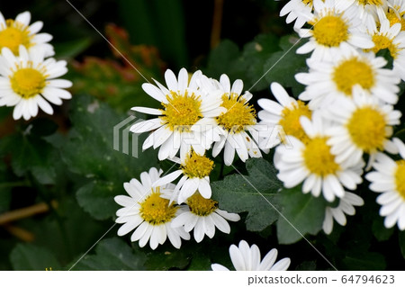 White Chrysanthemum Flower Blooming in Mitaka Nakahara White Chrysanthemum Flower Blooming in Mitaka Nakahara 64794623