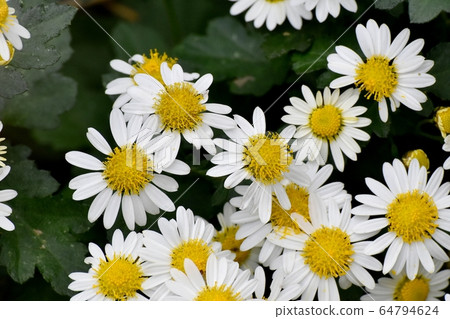 White Chrysanthemum Flower Blooming in Mitaka Nakahara 64794624