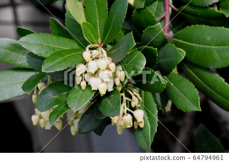 White flowered strawberry flowers blooming in Mitaka Nakahara White flowered strawberry flowers blooming in Mitaka Nakahara 64794961