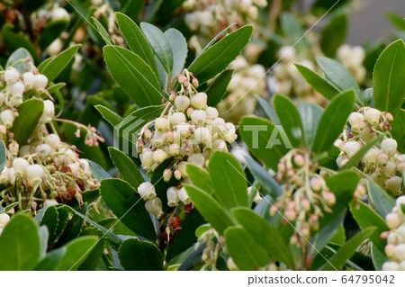 開花在三鷹中原的白色開花的草莓花 開花在三鷹中原的白色開花的草莓花 64795042