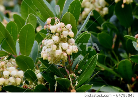 開花在三鷹中原的白色開花的草莓花 開花在三鷹中原的白色開花的草莓花 64795045