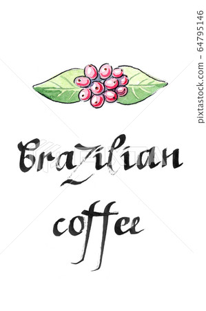 Coffee plant, Coffea arabica, leaves and berries 64795146