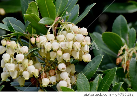 開花在三鷹中原的白色開花的草莓花 開花在三鷹中原的白色開花的草莓花 64795182