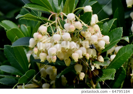 White flowered strawberry flowers blooming in Mitaka Nakahara White flowered strawberry flowers blooming in Mitaka Nakahara 64795184