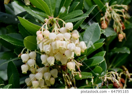 White flowered strawberry flowers blooming in Mitaka Nakahara 64795185