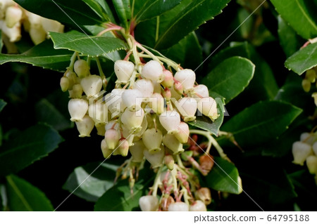 White flowered strawberry flowers blooming in Mitaka Nakahara White flowered strawberry flowers blooming in Mitaka Nakahara 64795188