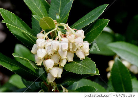 開花在三鷹中原的白色開花的草莓花 開花在三鷹中原的白色開花的草莓花 64795189