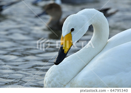Swan Swan 64795340