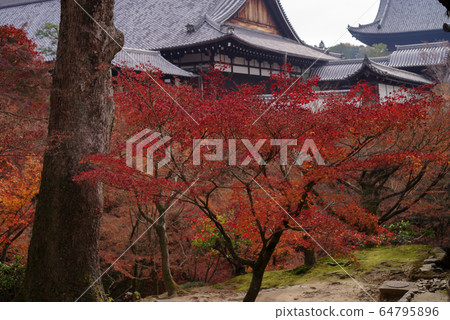 Autumn leaves of Tofukuji Temple in Kyoto Autumn leaves of Tofukuji Temple in Kyoto 64795896