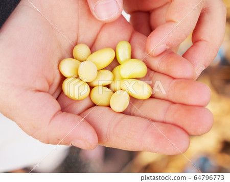 孩子的手掌裡拿著剛收穫的大豆 64796773