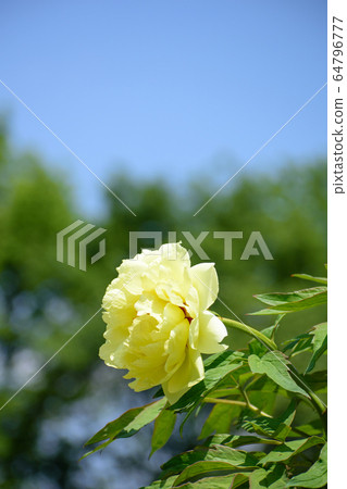 Peony flower 64796777