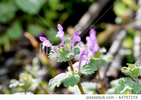 在三鷹中原盛開的粉紅色photokenosa 64797258