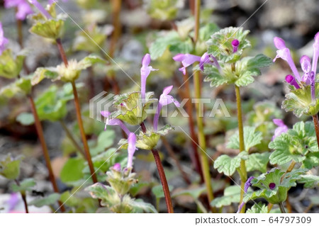 在三鷹中原盛開的粉紅色photokenosa 64797309