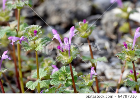 在三鷹中原盛開的粉紅色photokenosa 64797310