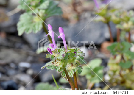 在三鷹中原盛開的粉紅色photokenosa 在三鷹中原盛開的粉紅色photokenosa 64797311