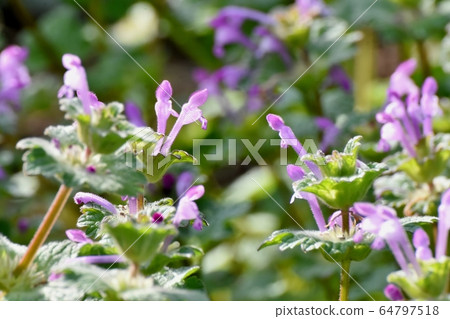 在三鷹中原盛開的粉紅色photokenosa 64797518