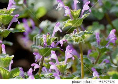 Pink photokenosa blooming in Mitaka Nakahara 64797520