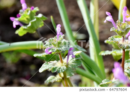 Pink photokenosa blooming in Mitaka Nakahara 64797604
