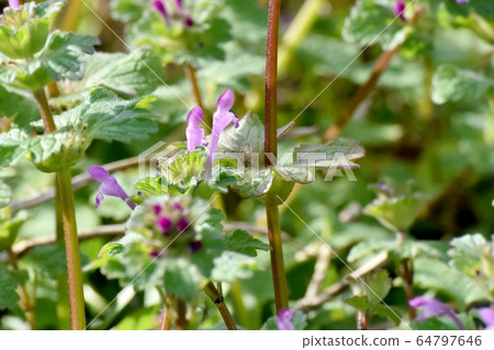 在三鷹中原盛開的粉紅色photokenosa 64797646