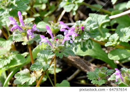 Pink photokenosa blooming in Mitaka Nakahara 64797654