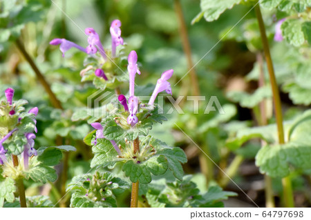 在三鷹中原盛開的粉紅色photokenosa 64797698