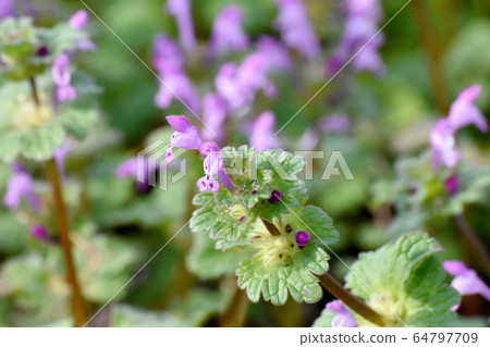 在三鷹中原盛開的粉紅色photokenosa 64797709