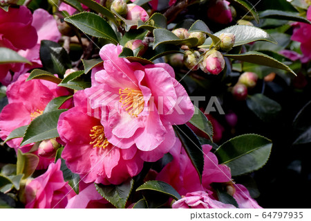 開花在三鷹中原的桃紅色甲蟲花 64797935