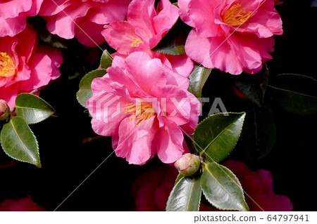 Pink beetle flowers blooming in Mitaka Nakahara Pink beetle flowers blooming in Mitaka Nakahara 64797941