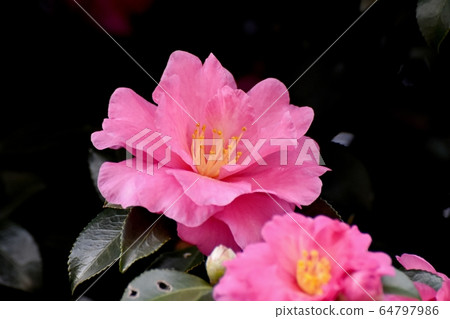 Pink beetle flowers blooming in Mitaka Nakahara 64797986