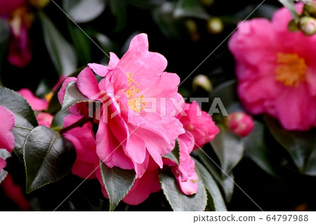 Pink beetle flowers blooming in Mitaka Nakahara 64797988
