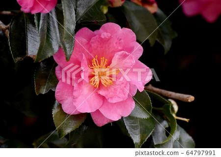 開花在三鷹中原的桃紅色甲蟲花 64797991