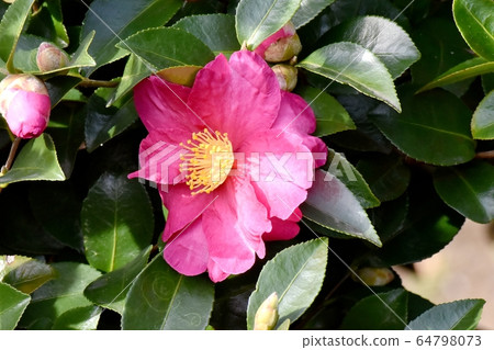 Pink beetle flowers blooming in Mitaka Nakahara 64798073