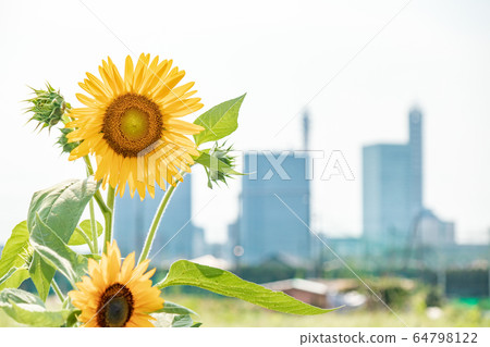 藍天和向日葵 藍天和向日葵 64798122
