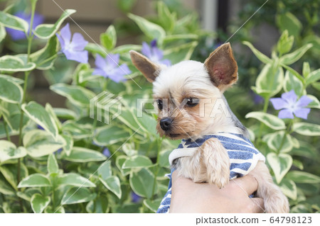 約克夏犬 約克夏犬 64798123