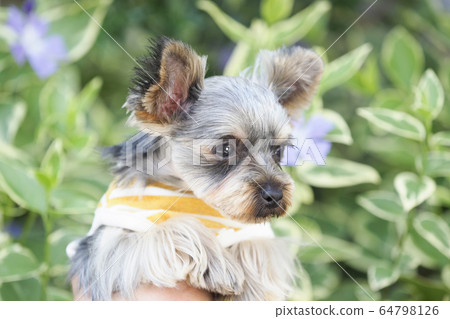 約克夏犬小狗擁抱 約克夏犬小狗擁抱 64798126