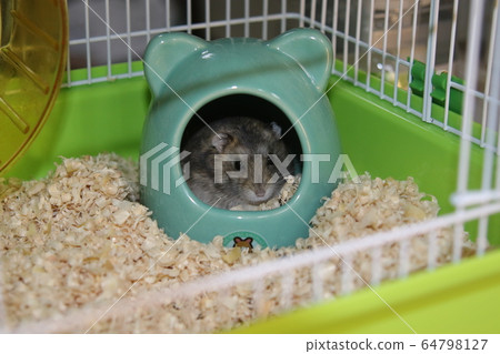 Healing hamster Healing hamster 64798127